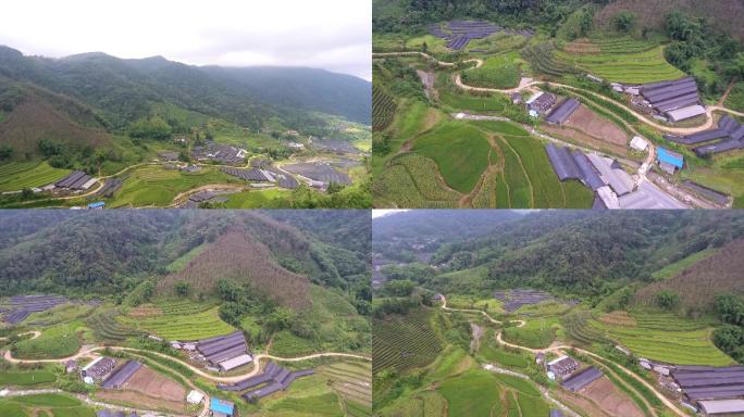 石斛种植基地航拍纱网种植基地