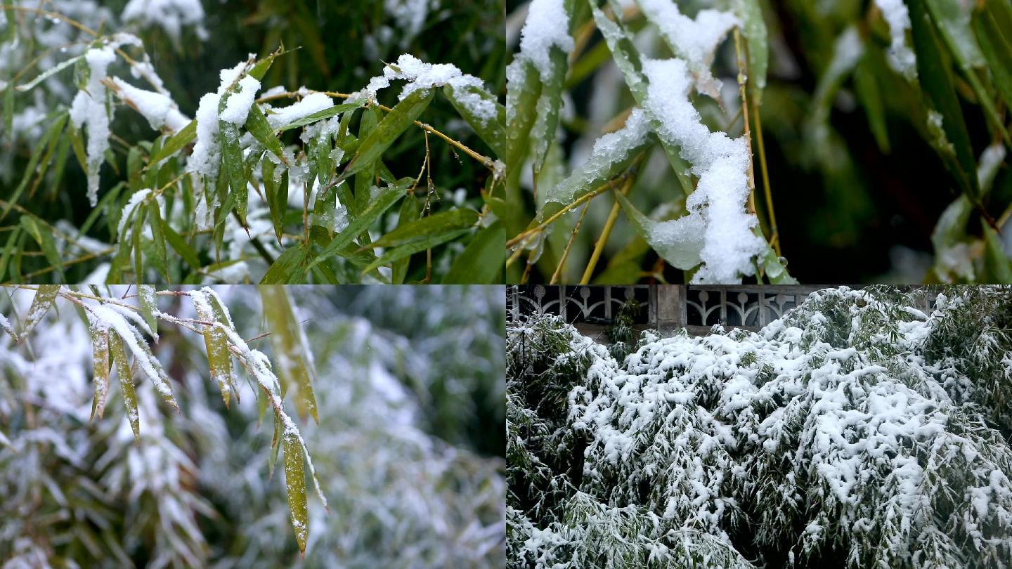 冬天植物竹子落雪雪景影视剧镜头大全
