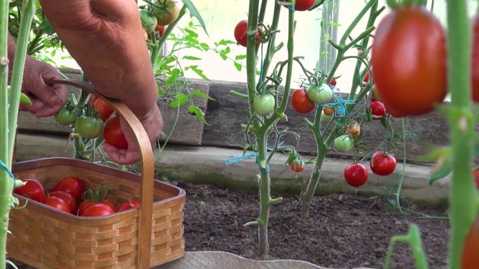 菜园种植采摘成熟番茄西红柿
