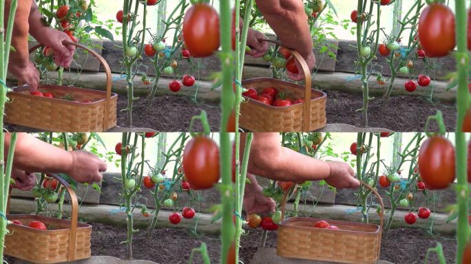 菜园种植采摘成熟番茄西红柿