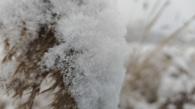 雪芦苇上的雪下雪田野枯草