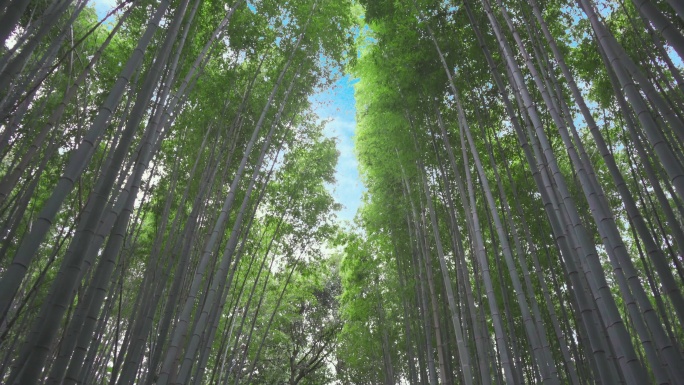 【4K】日本京都岚山竹林自然唯美风光竹子