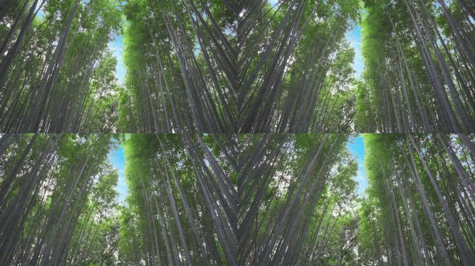 【4K】日本京都岚山竹林自然唯美风光竹子