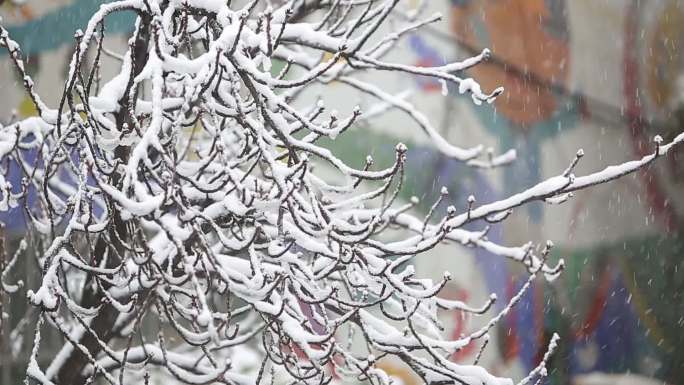 雪景腊梅雪花