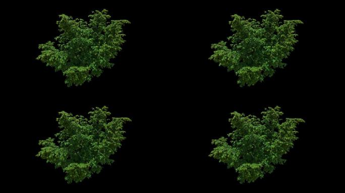 2K灌木植物素材带透明通道且无缝循环