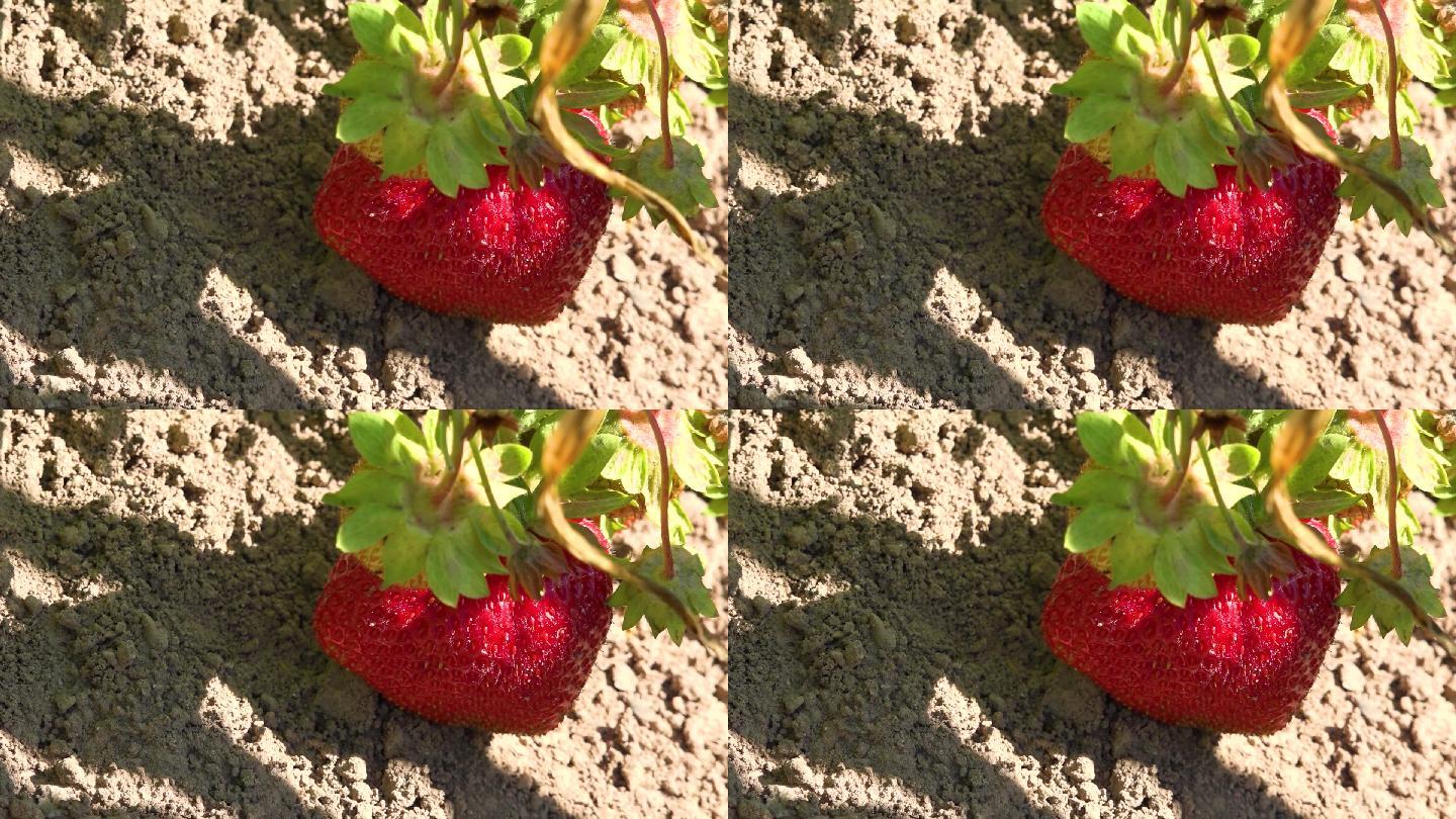 水果园草莓园野生成熟红色草莓