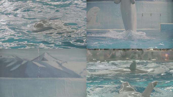 实拍海洋公园白鲸表演未调色