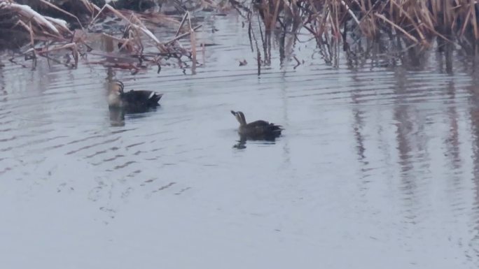 早春飞雪湿地野鸭
