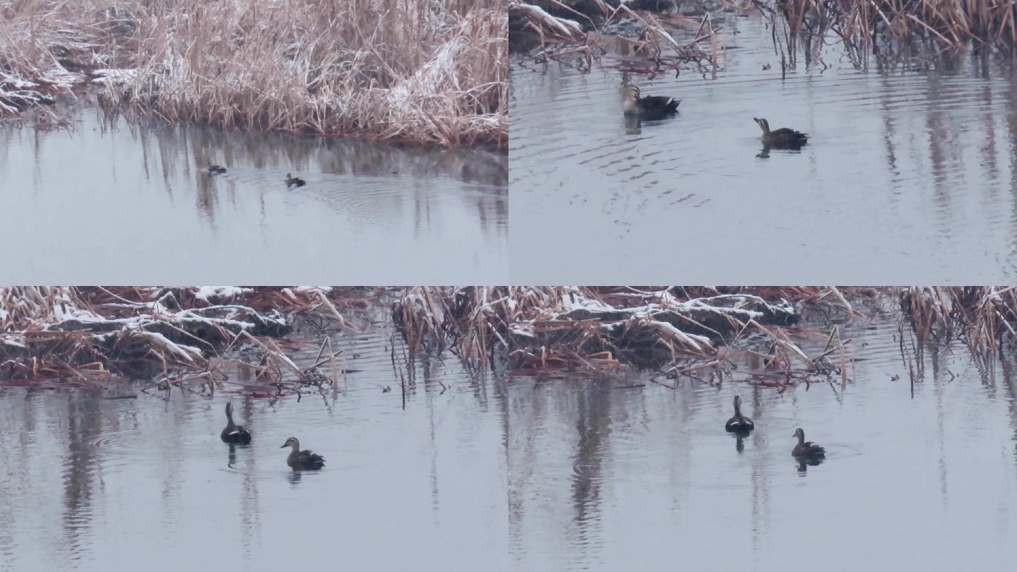 早春飞雪湿地野鸭