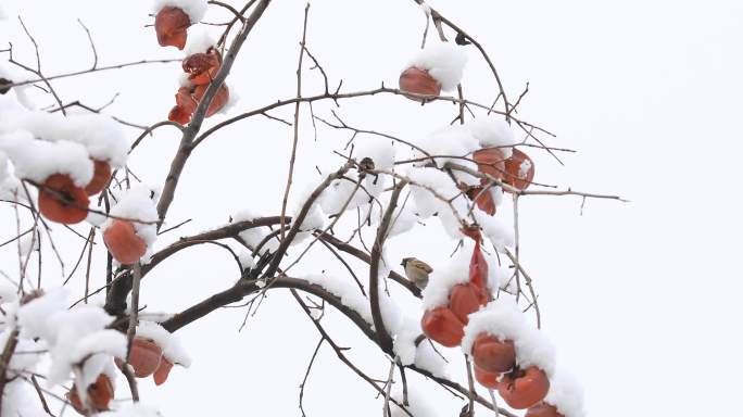 挂满雪的柿子树