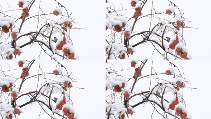 挂满雪的柿子树