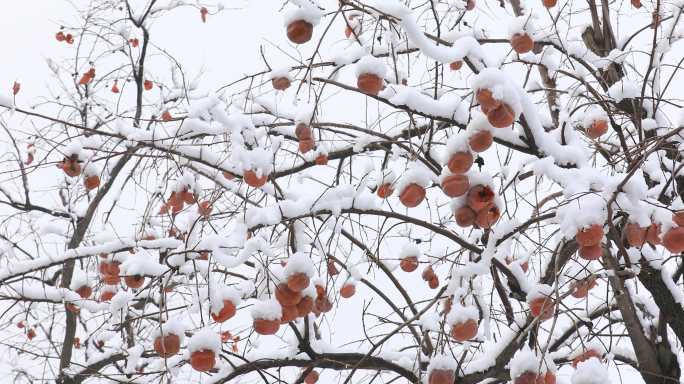 冬季柿子树上挂满了白雪