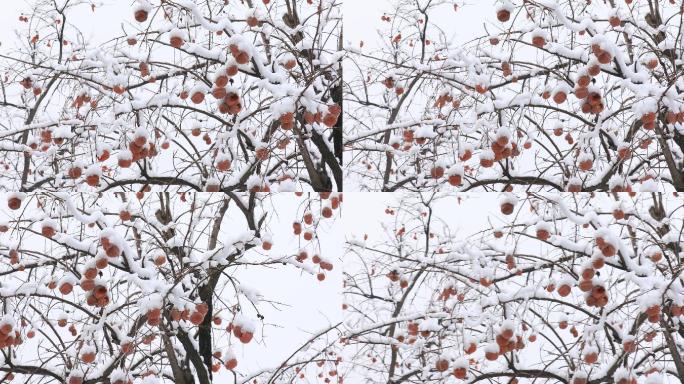 冬季柿子树上挂满了白雪