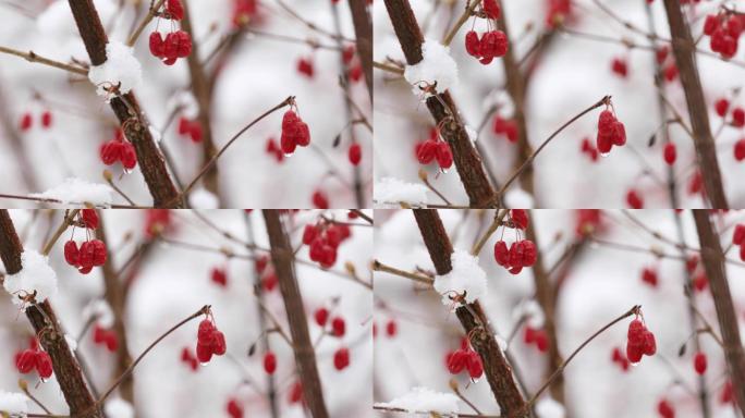 红豆枝头挂满了雪