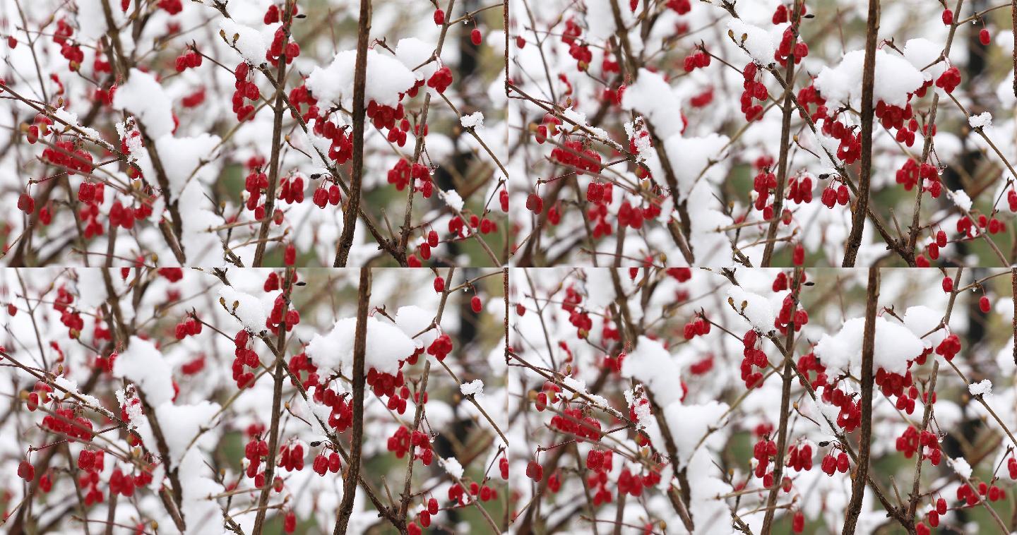 红豆枝头挂满了雪