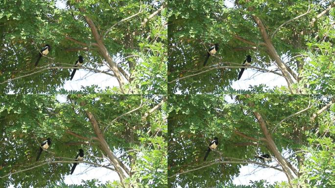 树上的鸟儿成双对1080P实拍