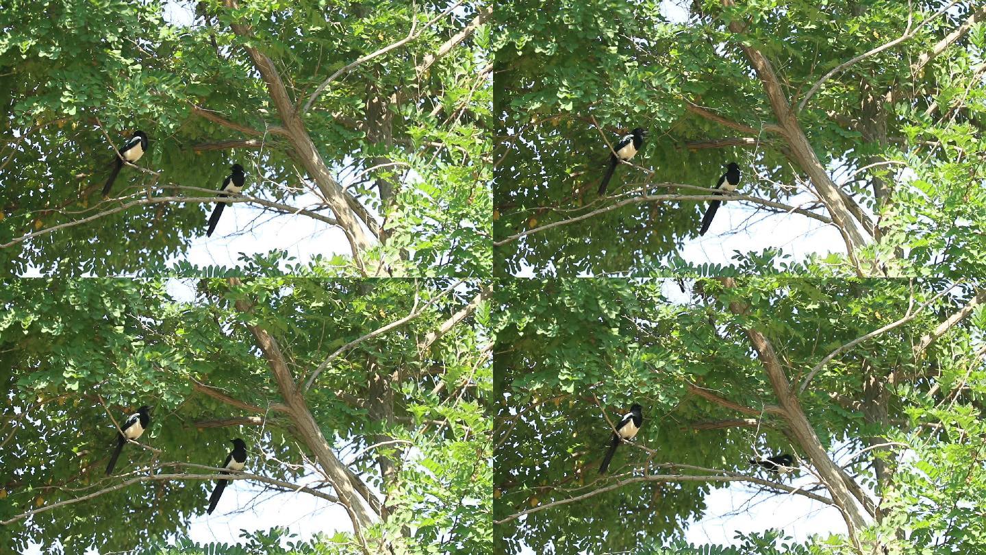 树上的鸟儿成双对1080P实拍