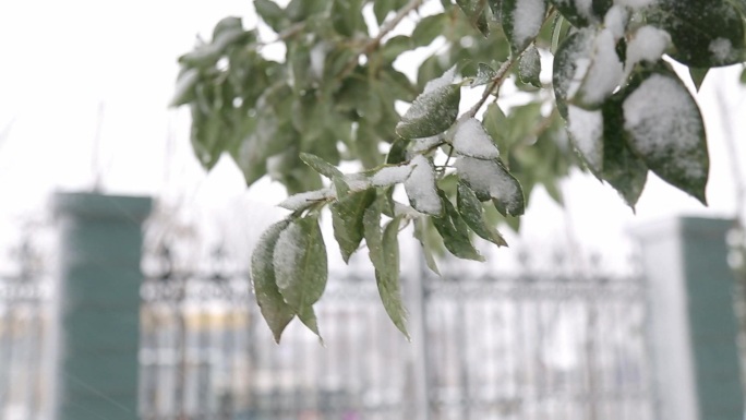 冬天城市下雪冰枝雾凇镜头