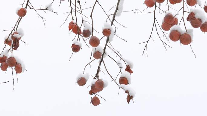 柿子树上挂满了雪
