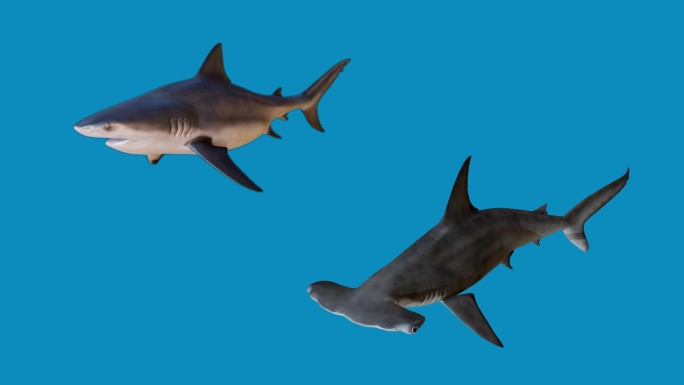 鲨鱼带通道动画素材大白鲨锤头鲨