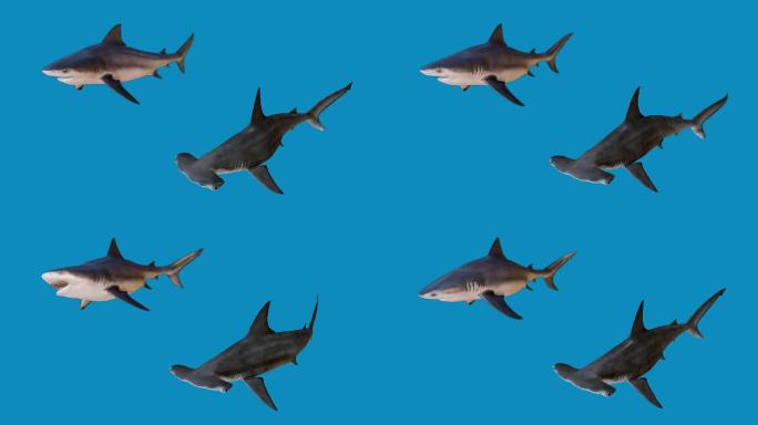 鲨鱼带通道动画素材大白鲨锤头鲨