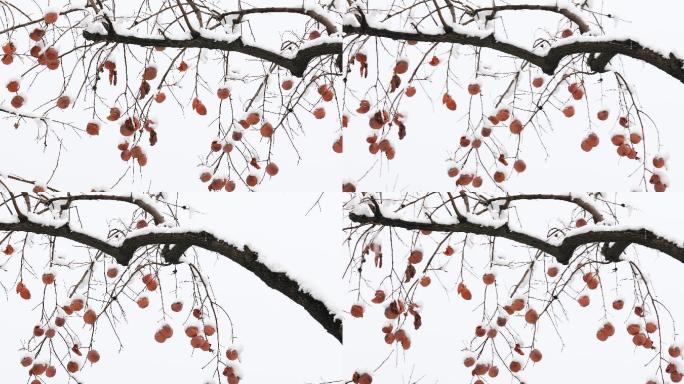 柿子树上挂满了雪