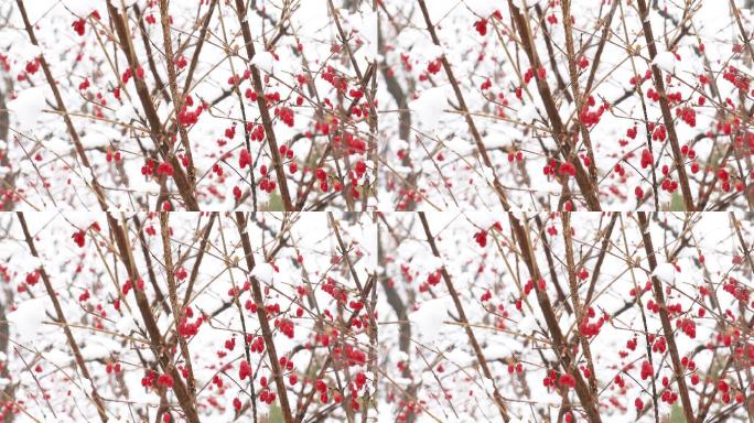 红豆枝头挂满了雪