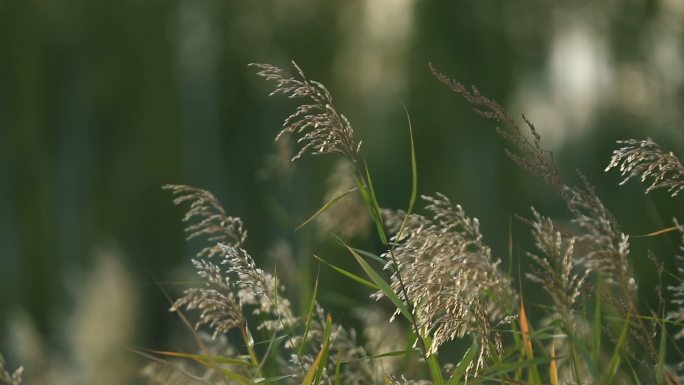 阳光下的芦苇草