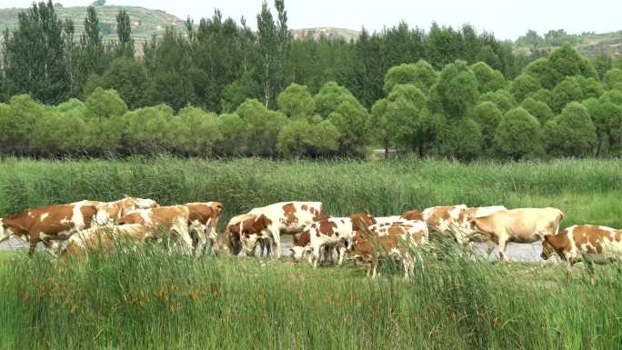 牛在河边吃草