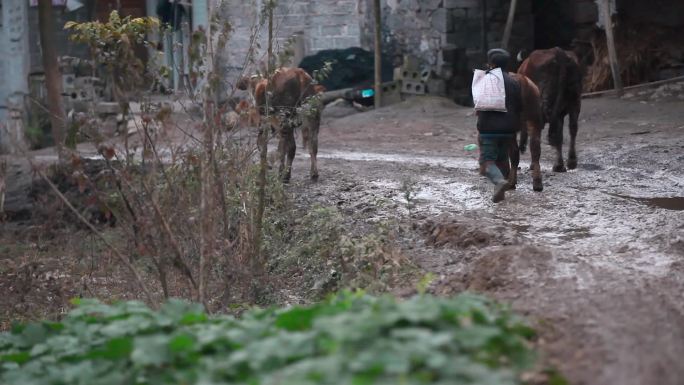贫困山村视频农民赶着牛走过泥泞的道路