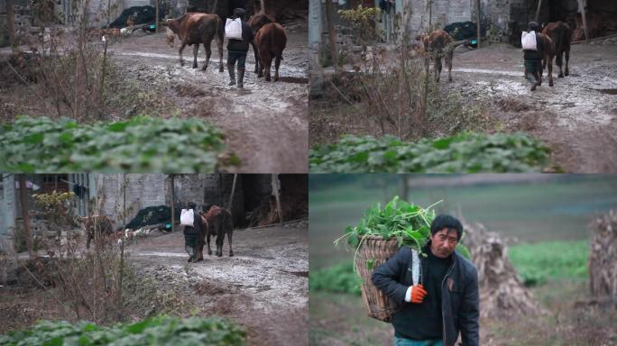 贫困山村视频农民赶着牛走过泥泞的道路