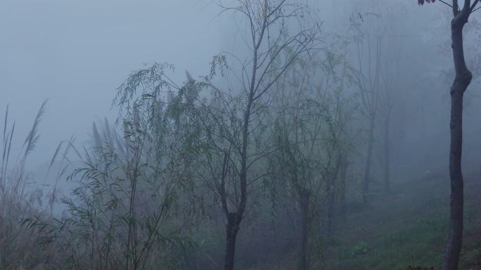 4K浓雾中的柳树芦苇