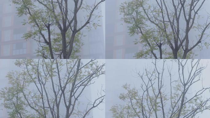 4K冬天南方浓雾中的树01