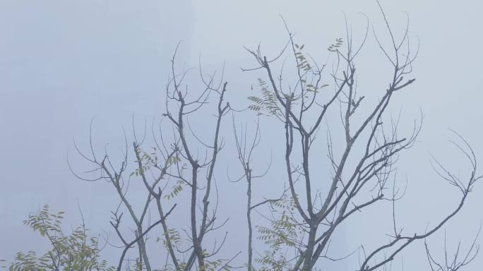 4K冬天南方浓雾中的树02