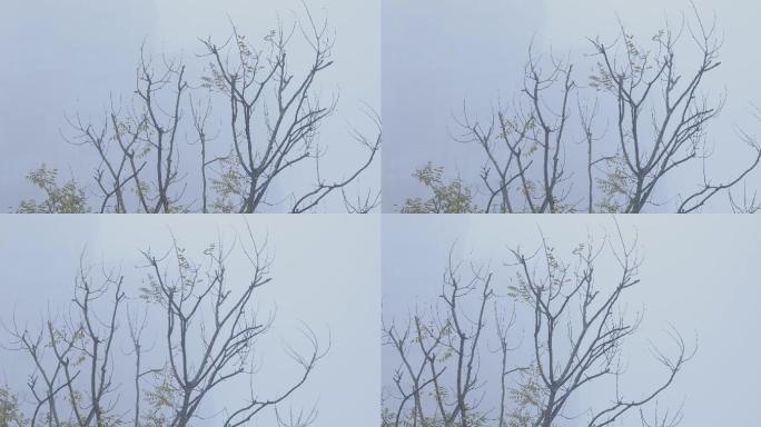 4K冬天南方浓雾中的树02