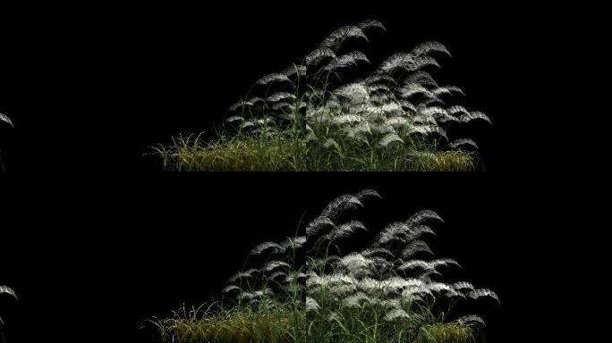 湿地芦苇狗尾巴草河边草堆杂草稻草堆