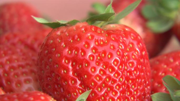 成熟草莓果实草莓大棚空镜01