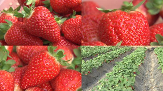 成熟草莓果实草莓大棚空镜01