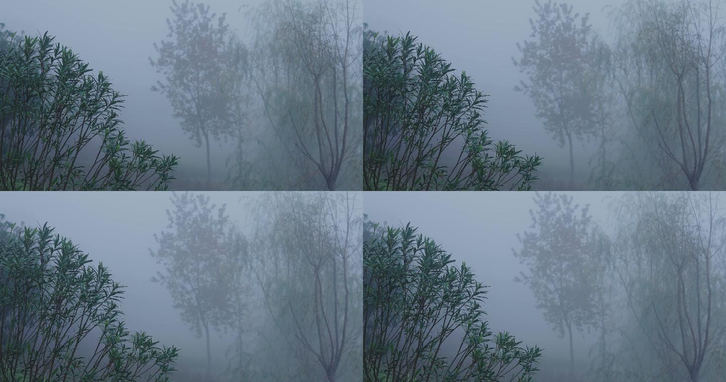 4K浓雾中的树木03