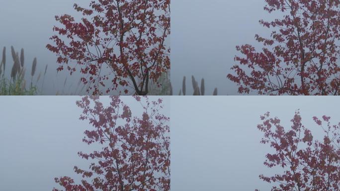 4K清晨浓雾下的红叶和芦苇