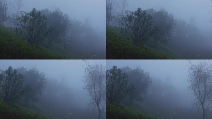 4K浓雾中的树木01