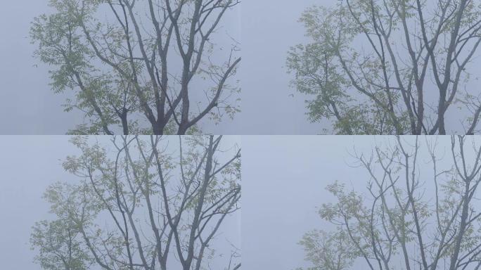 4K冬天南方浓雾中的树03