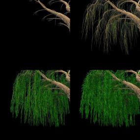 高清柳树生长-大叶视频素材