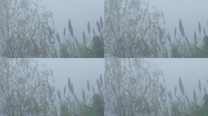 4K浓雾中的柳树芦苇02