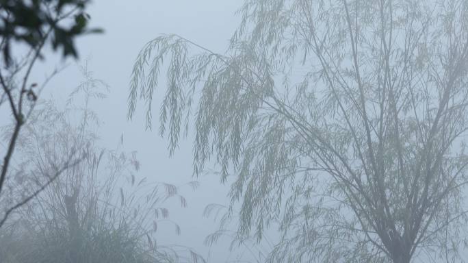 4K冬天南方浓雾中的柳树01