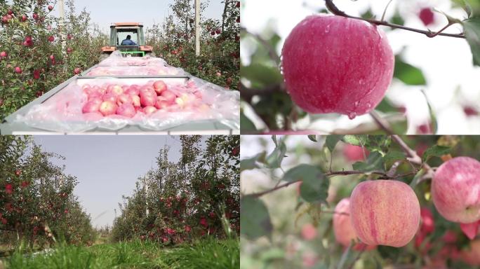 农业苹果园苹果熟了