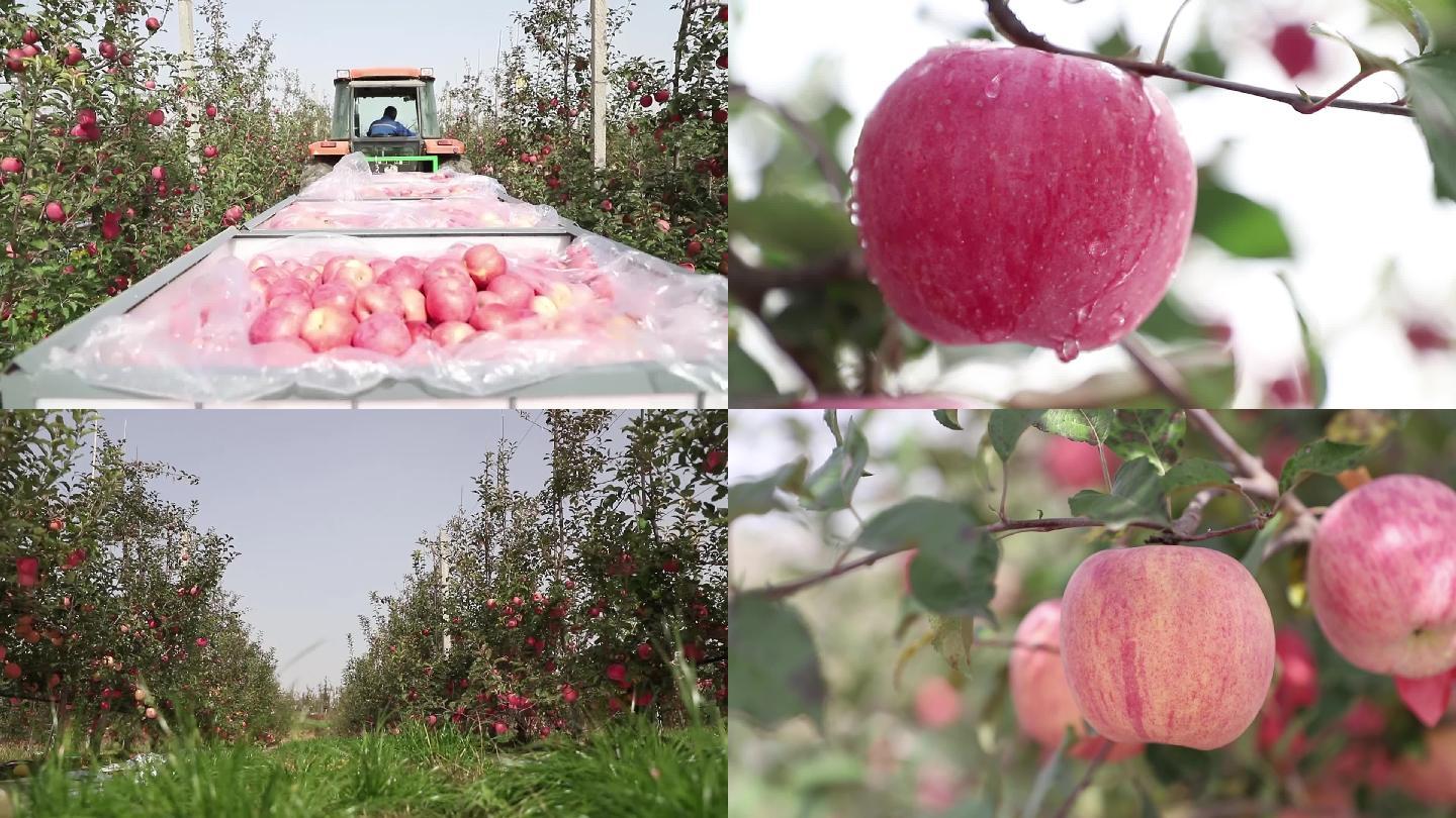 农业苹果园苹果熟了