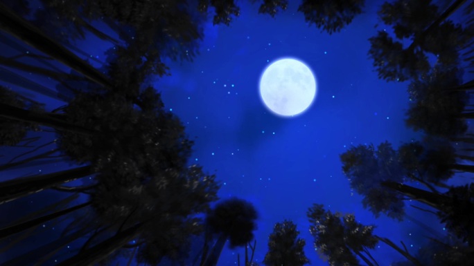 夜晚树林仰望星空循环