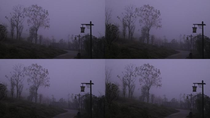 4K黎明晨雾中的小道