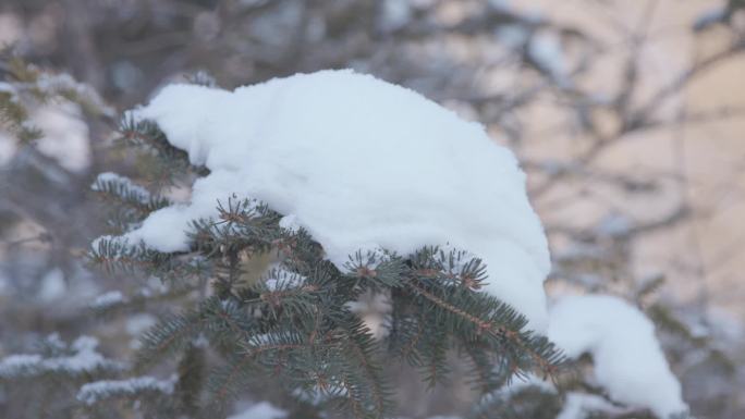 【原创】雪景松树枯萎的树枝